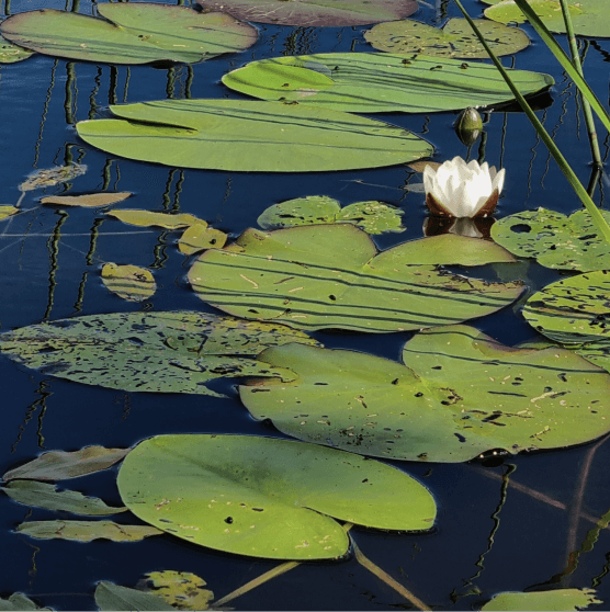 Flytlandskap